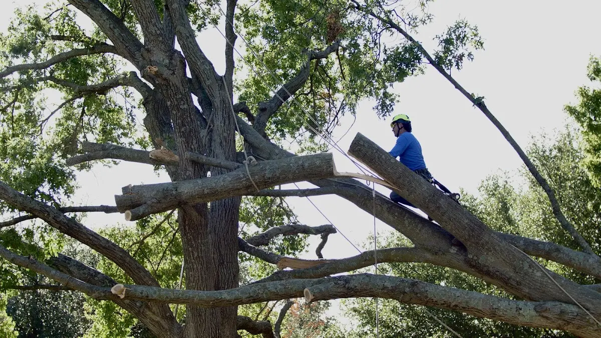 Professional Crown Thinning performed by certified arborists in Port Gibson
