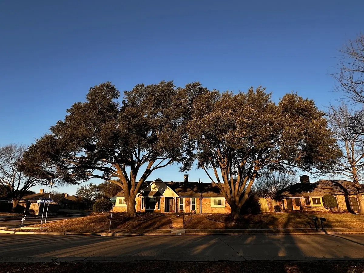 Established residential canopy tree shading a home in Port Gibson